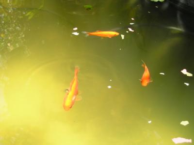 3 fish swimming